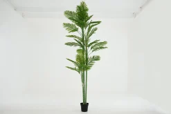 Online Flamant Arecapalm, Plant