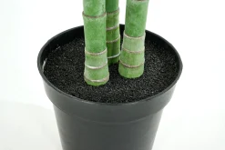 Online Flamant Arecapalm, Plant