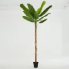 Clearance Flamant Bananenboom, Plant