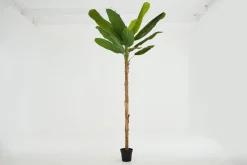 Clearance Flamant Bananenboom, Plant