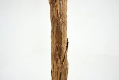 Clearance Flamant Bananenboom, Plant