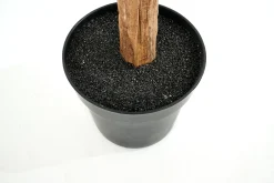 Clearance Flamant Bananenboom, Plant