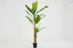 Outlet Flamant Bananenboom, Plant