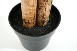 Outlet Flamant Bananenboom, Plant