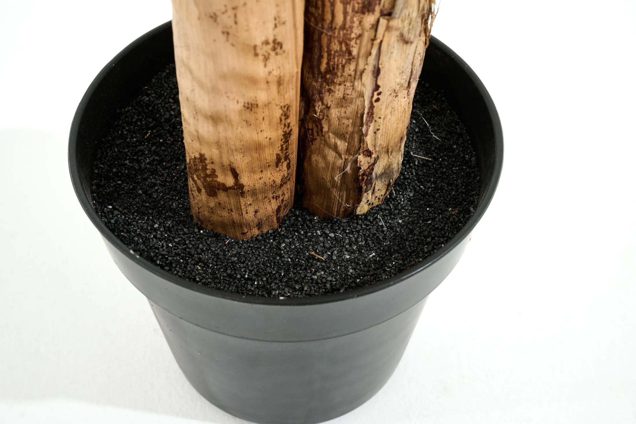 Outlet Flamant Bananenboom, Plant