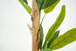 Outlet Flamant Bananenboom, Plant