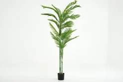Clearance Flamant Betelpalm, Plant