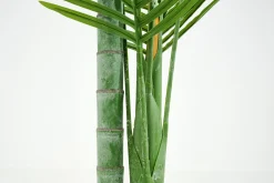 Clearance Flamant Betelpalm, Plant