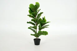 Outlet Flamant Fiddle Leaf-Vijg, Plant