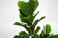 Outlet Flamant Fiddle Leaf-Vijg, Plant