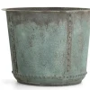 Flamant Manoli, Planter, L