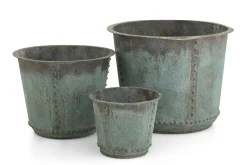 Flamant Manoli, Planter, L