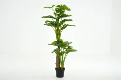 Best Flamant Monsteraplant, Plant