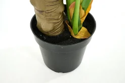 Best Flamant Monsteraplant, Plant